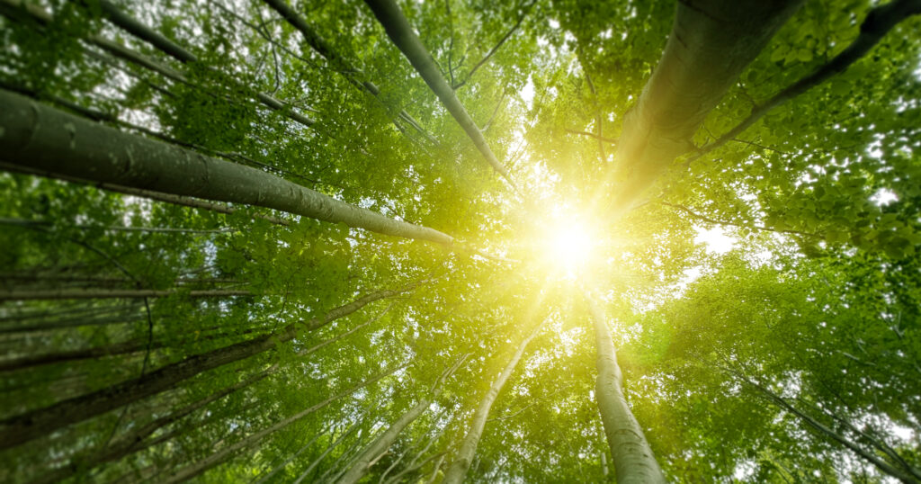 木漏れ日が入ってくる写真。