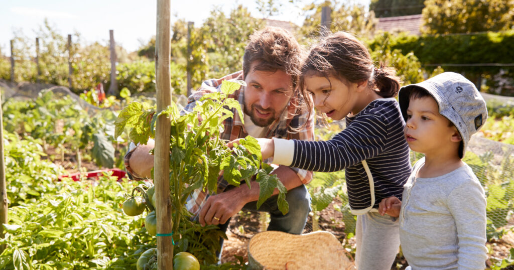 家族で野菜を育てている写真